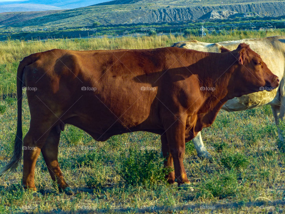 Cows standing on grass