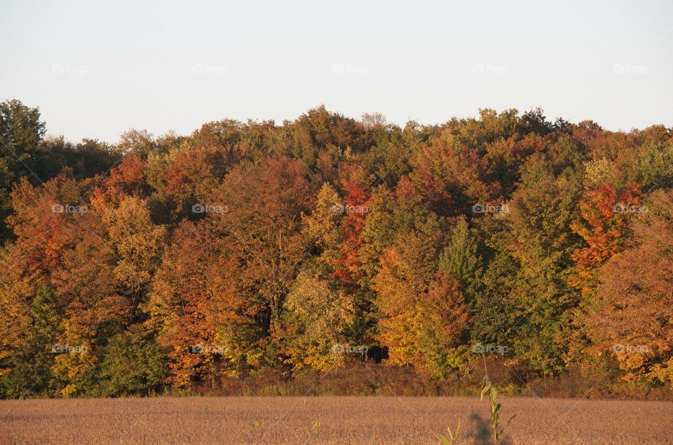 Beautiful view of autumn trees