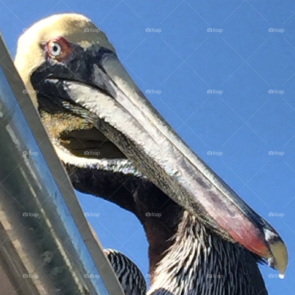 Brown pelican