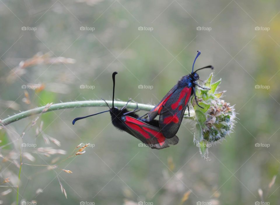 two beetle butterflies love in green grass summer nature