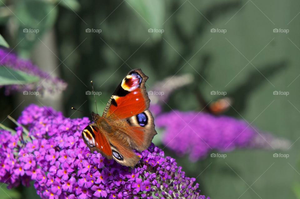 flower purple summer butterfly by richnash82