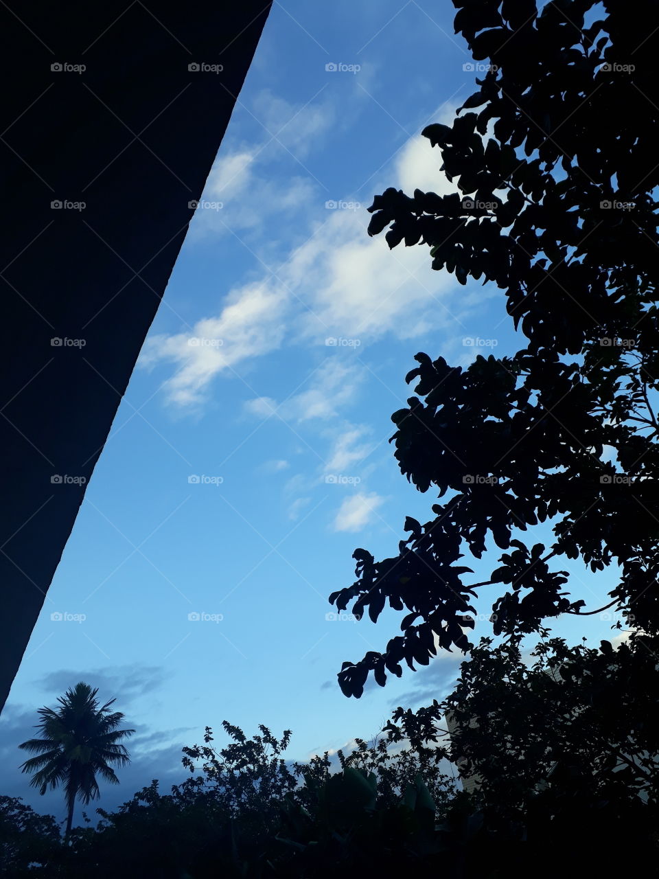 céu azul com sombra de árvores