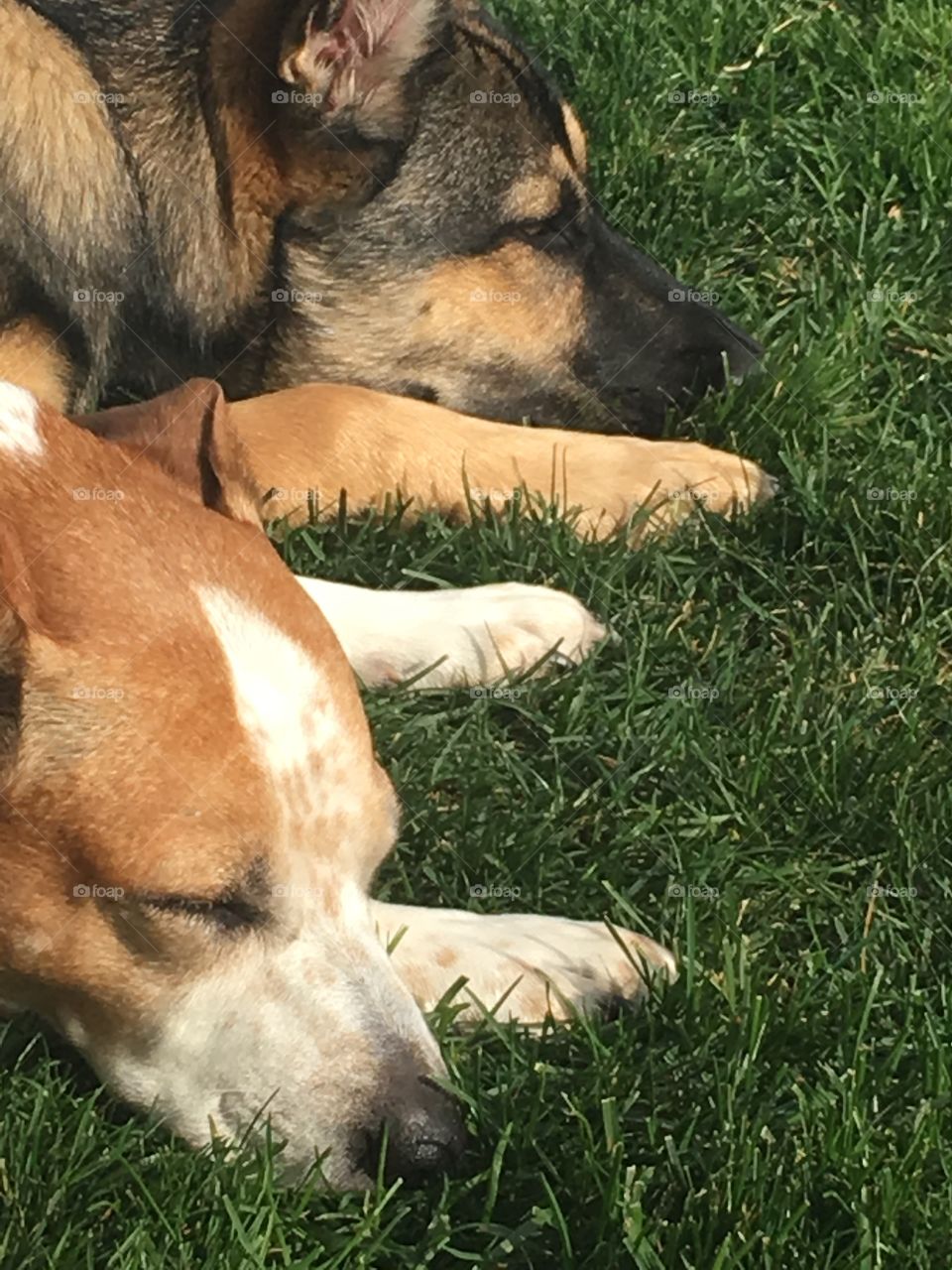 Couple lazy dogs lounging in the yard