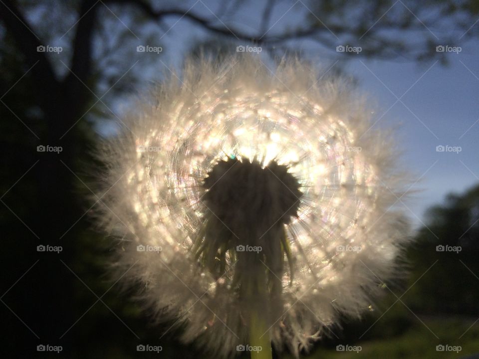 Dandelion 