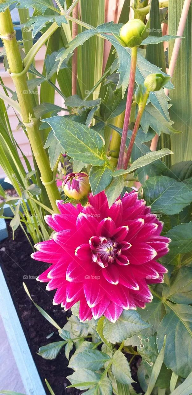 This flower is in full bloom and is stunning