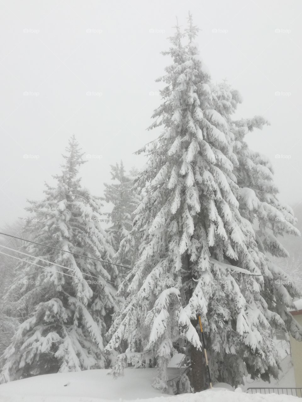 A family of firs under the snow