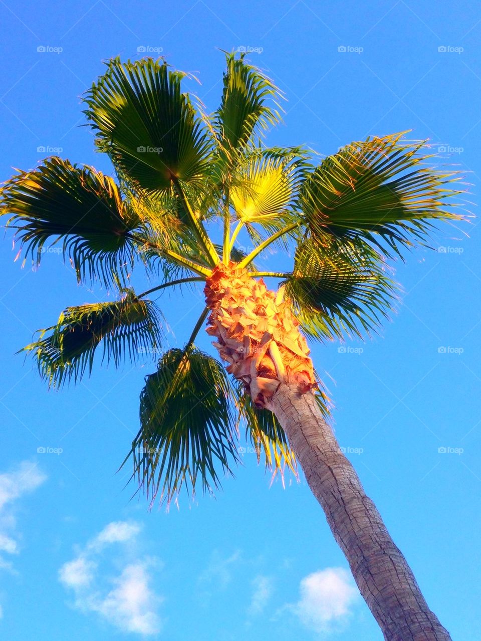 Mallorca Palm tree