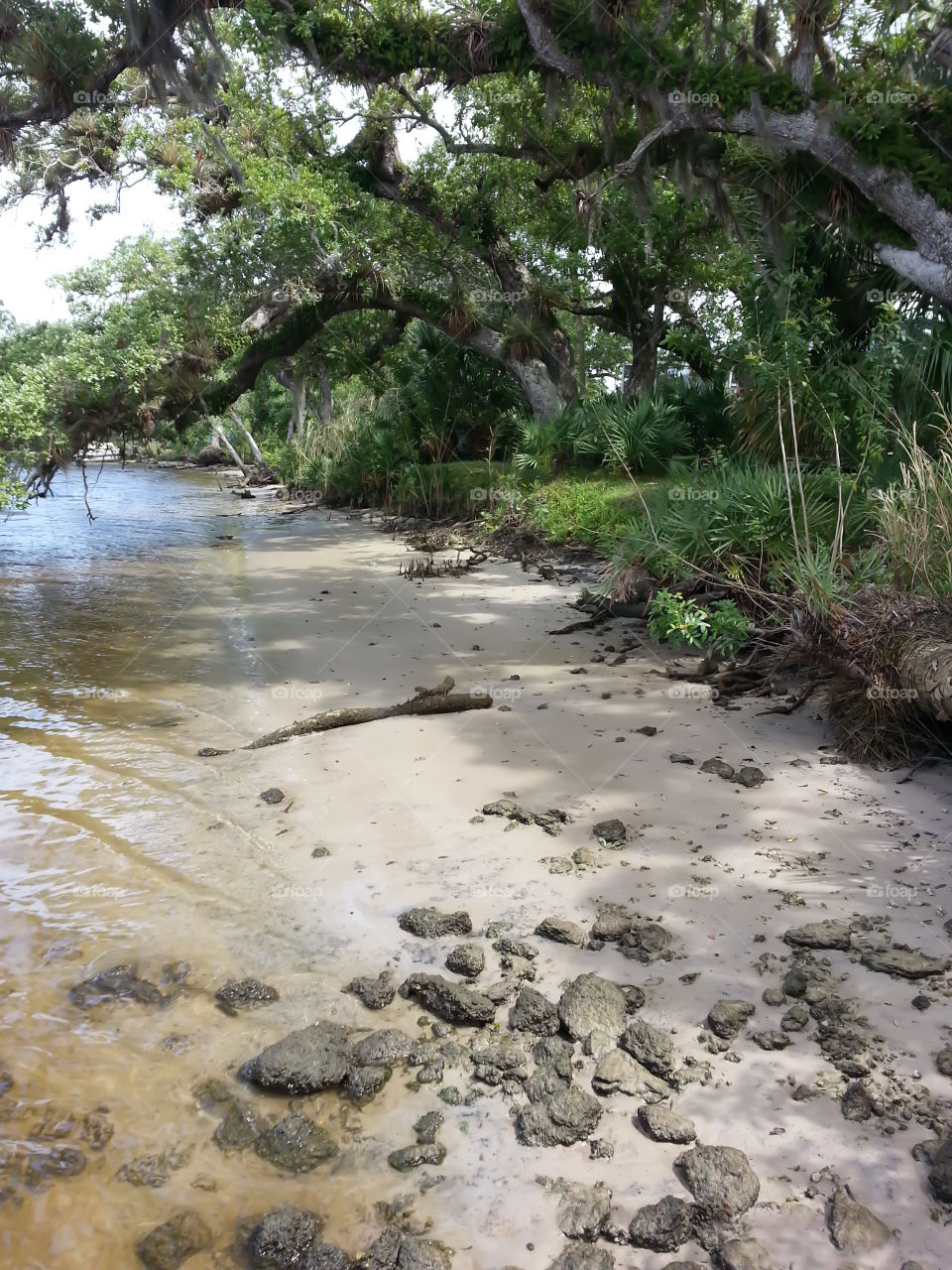Saint Lucie river bank. Saint Lucie river in Port Saint Lucie, Florida 