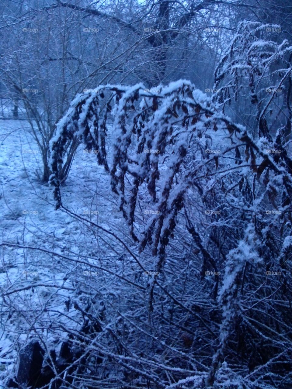 snowy shrub