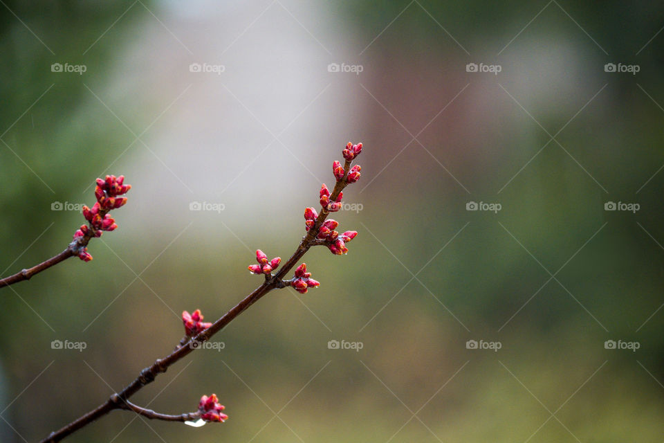 Maple tree buds - spring is coming!
