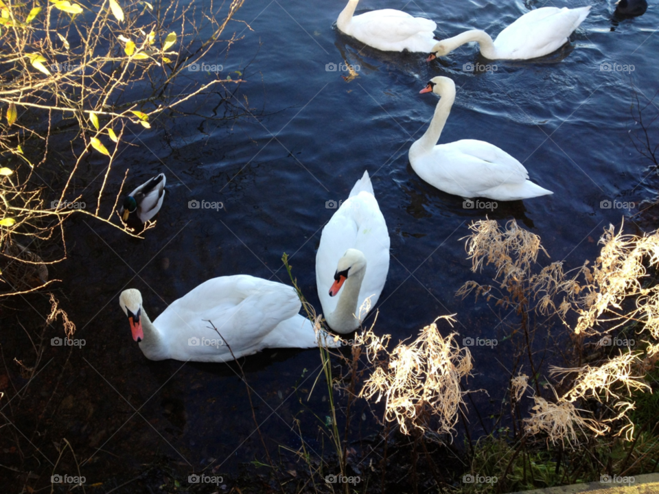 sunny cold graceful llanelli by Ellis