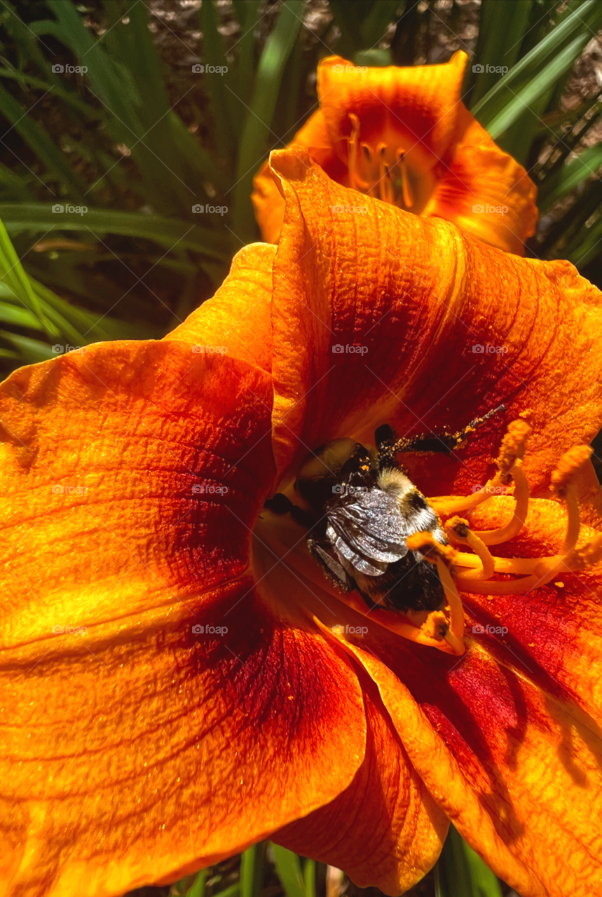 Bumble bee in an orange tiger Lilly covered in pollen