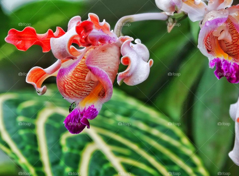 Wild Orchid. Orchid Blooming In Tropical Setting
