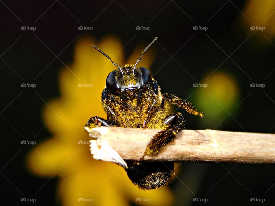 Old Dusty covered in pollen - A single bee can carry about half her own body weight in pollen. Once back at the hive, the workers stuff the pollen into an awaiting cell