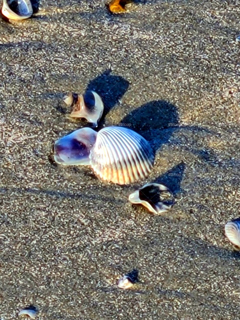 Sea shells