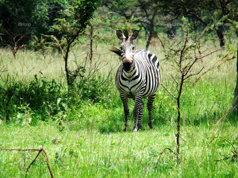 Zebra in a park
