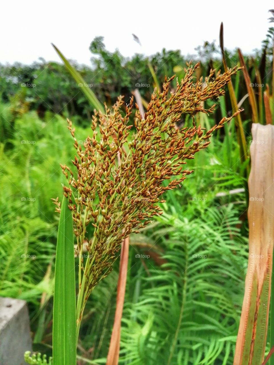 Baddagana water park