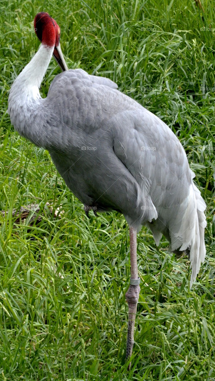 Beautiful grey feathers