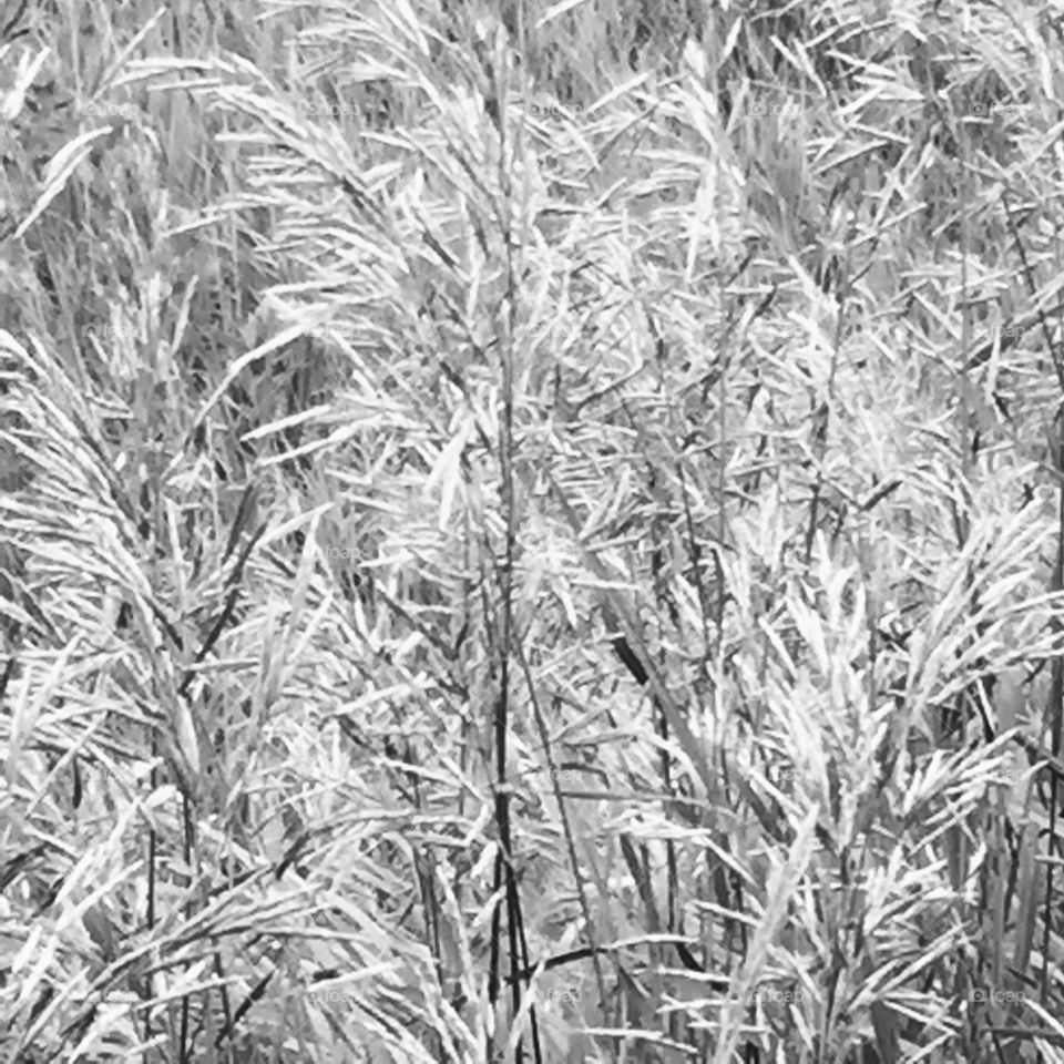 Black and white wheat