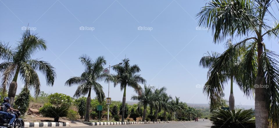 Street of Royal Palm Tree