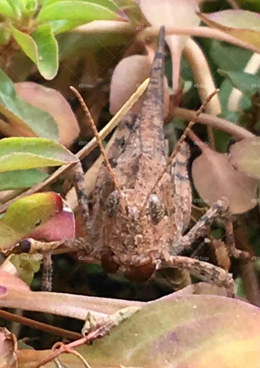 Found grasshopper only when he moved.