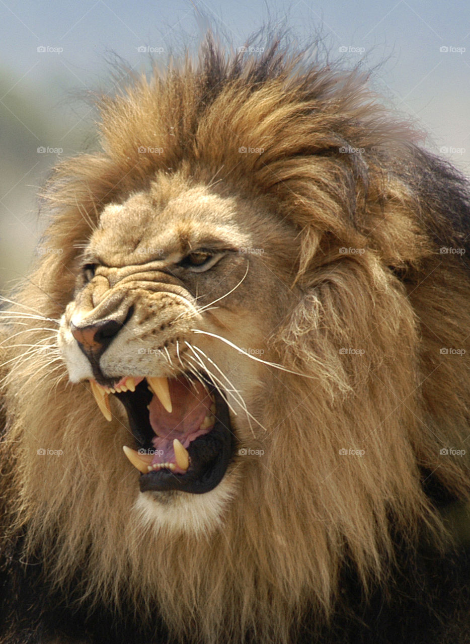 Roaring lion showing his teeth