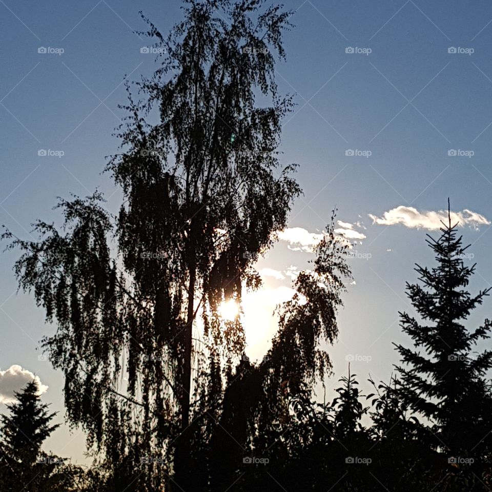 Sunset through Tree