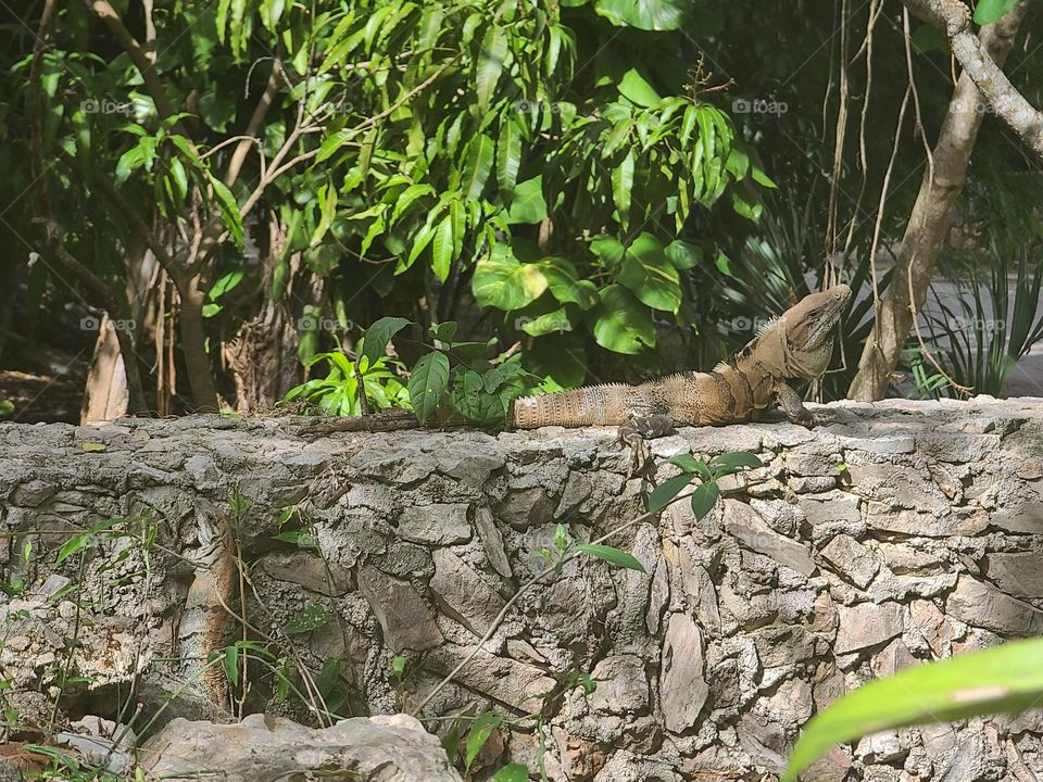 Two lizards at the wall