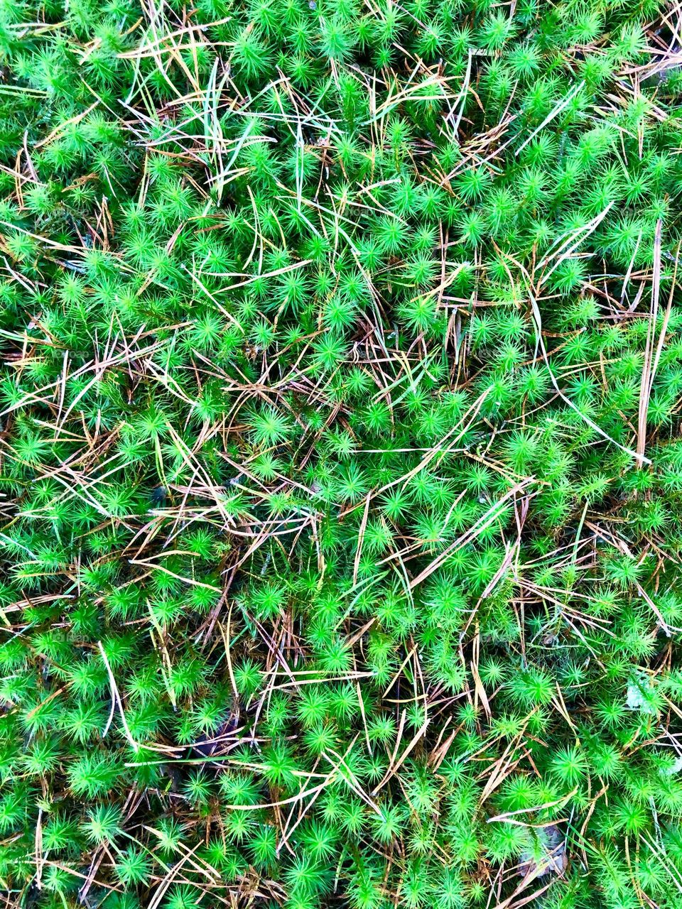 Full frame closeup of bright green moss and pine needles on the forest floor