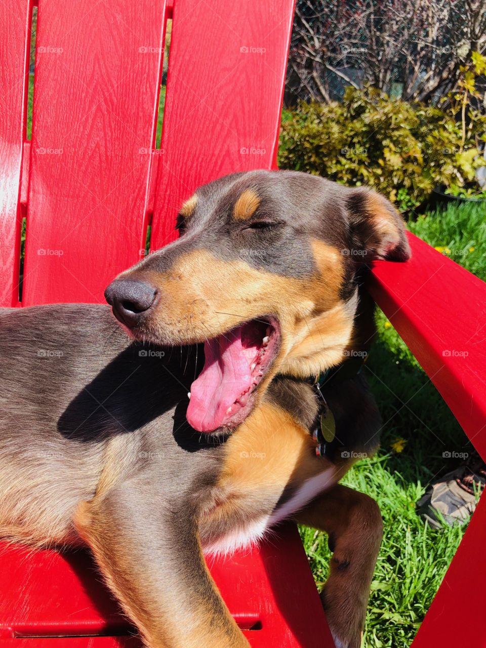 Cute dog lounging on a deck chair mid yawn.