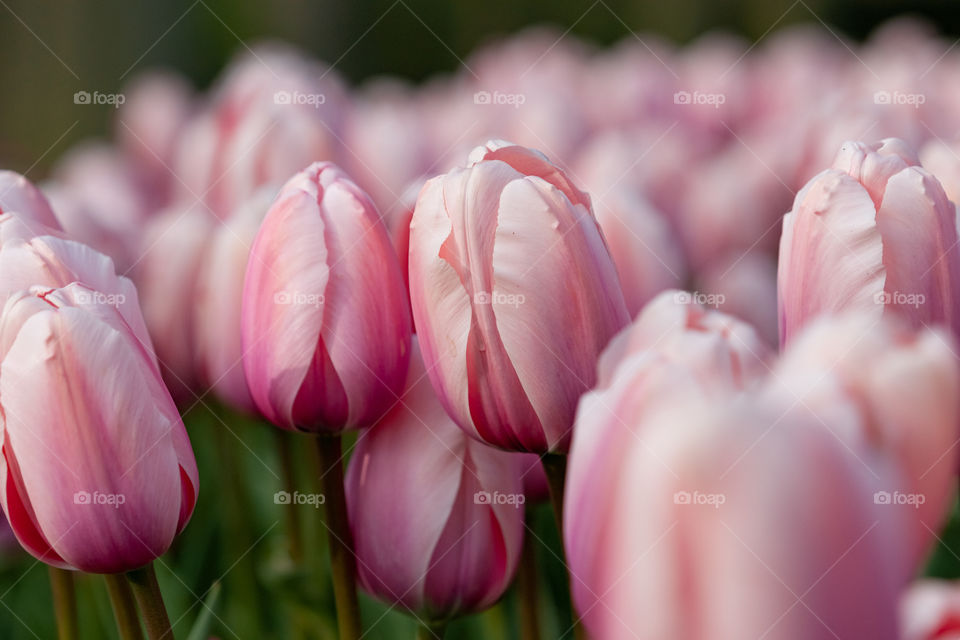 Spring Pink tulips 