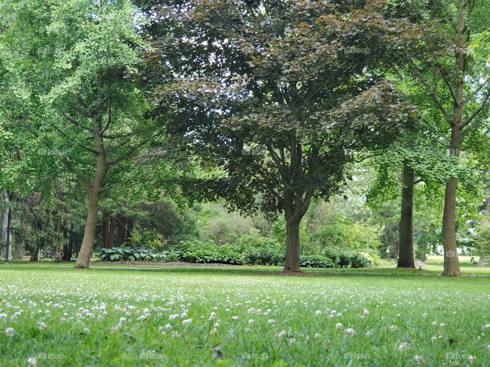 trees and wild flower