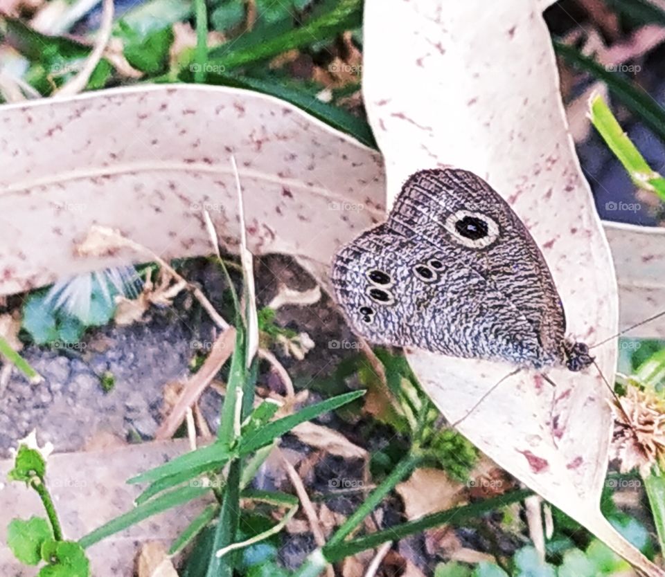 Brown butterfly with fine texture resting on brown fallen leaf