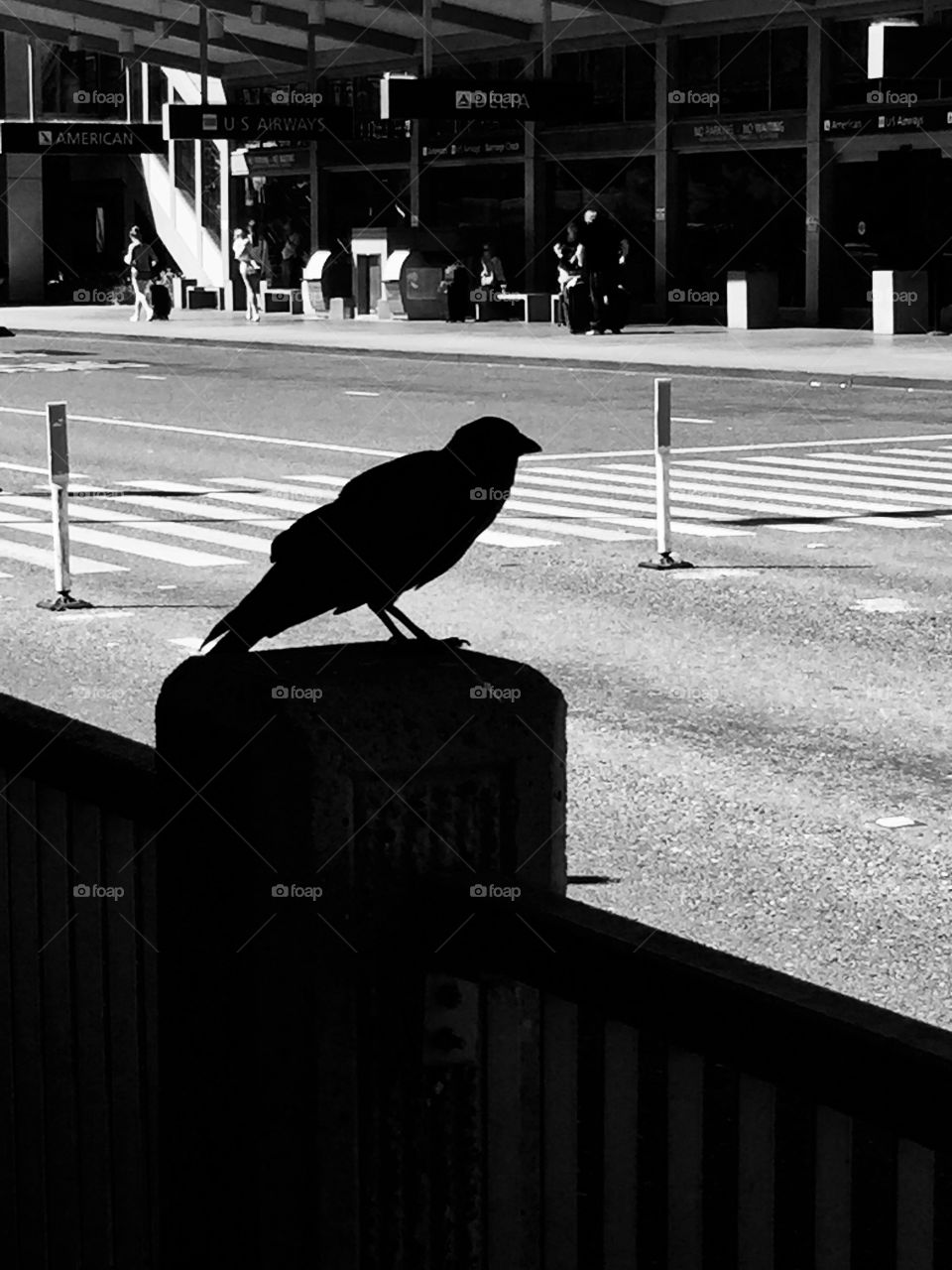 Crow