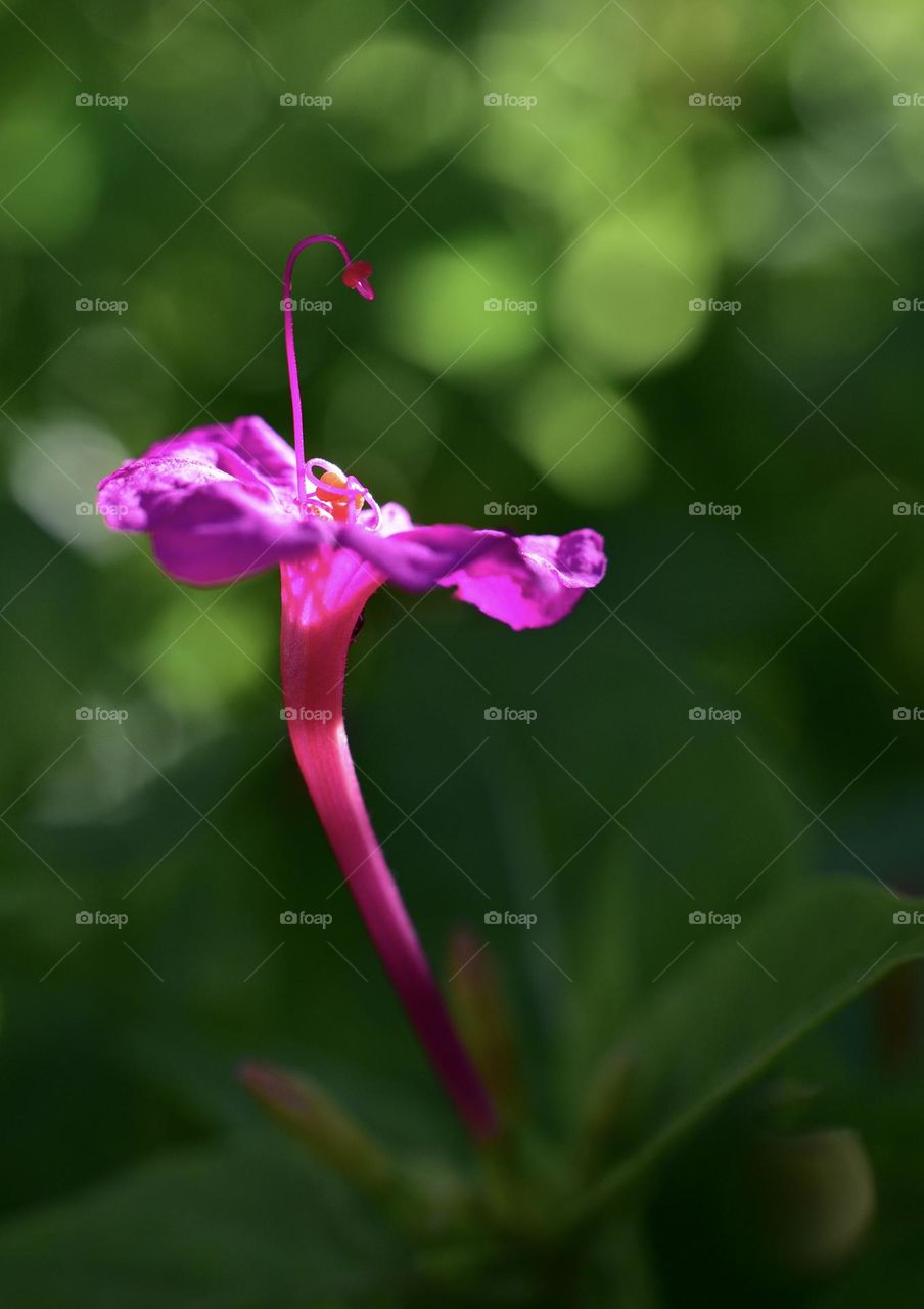 Pink flower 