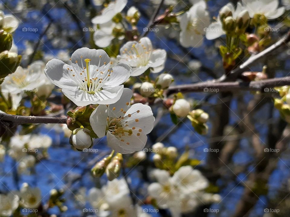 Blossoming of a cherry tree in the spring in your own garden