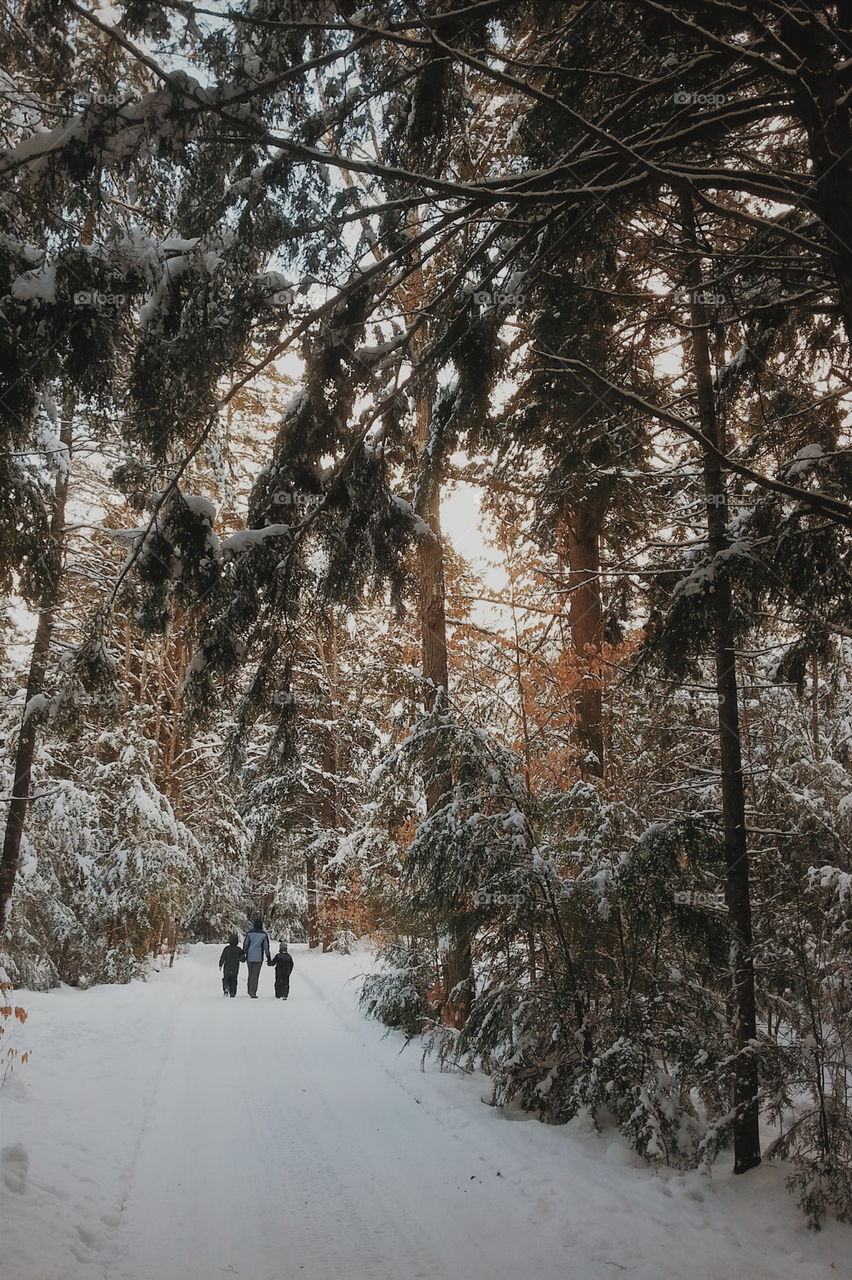 Winter walk in the woods 