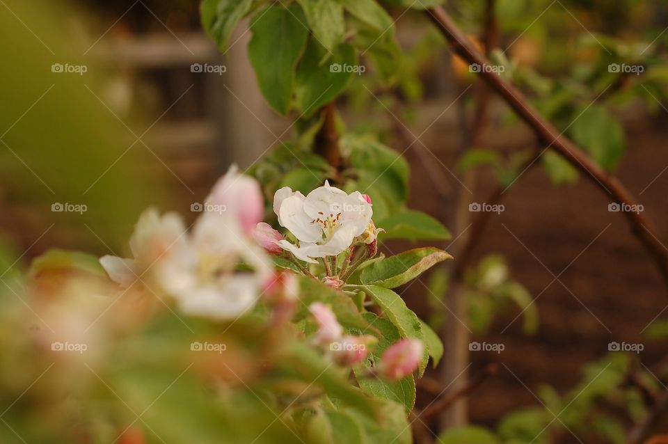Apple blooms