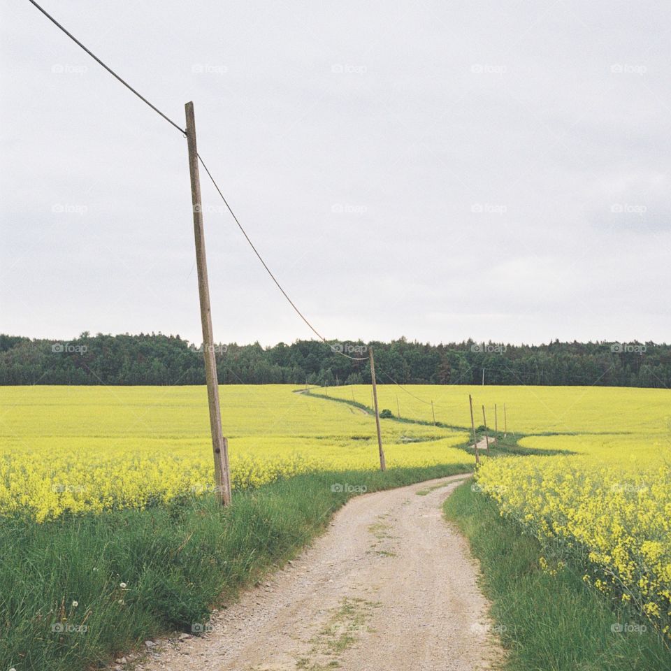 Rapeseed Crop