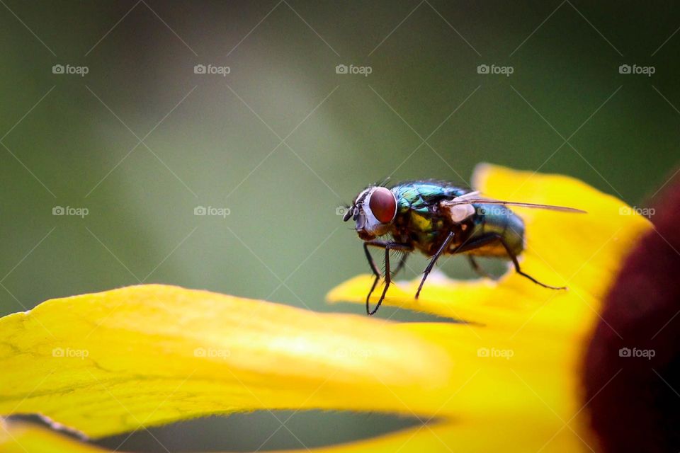 Macro of a green fly