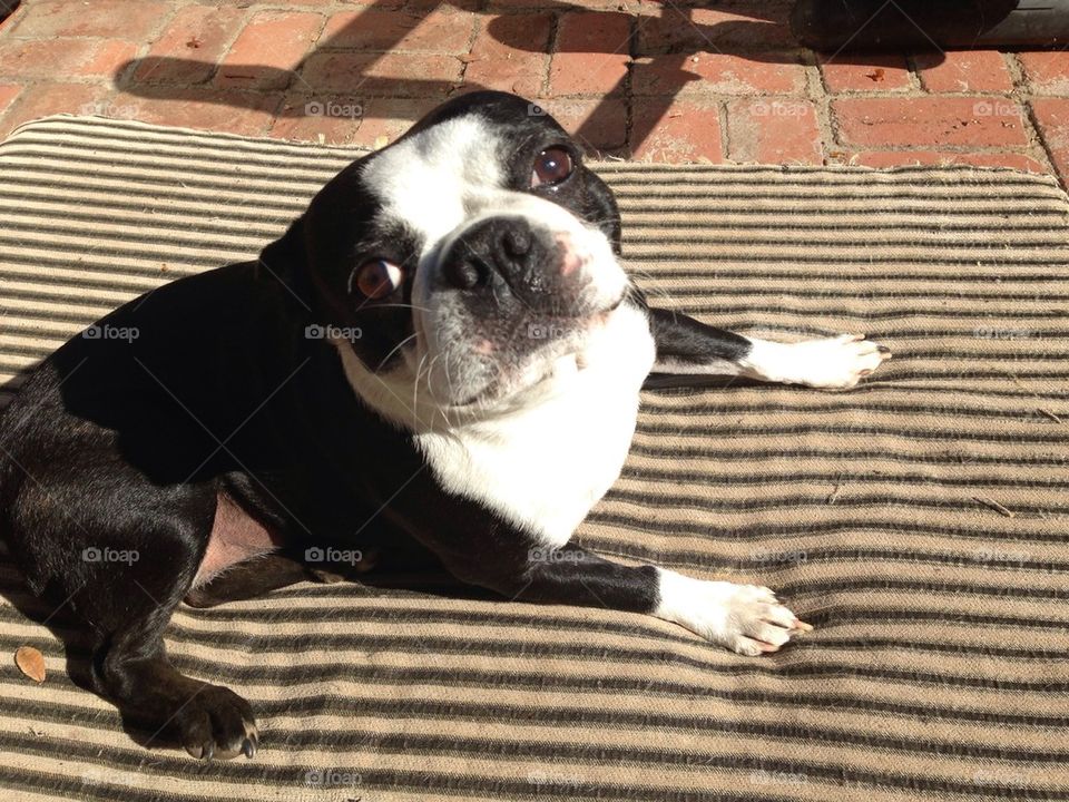 Boston boy in the sun