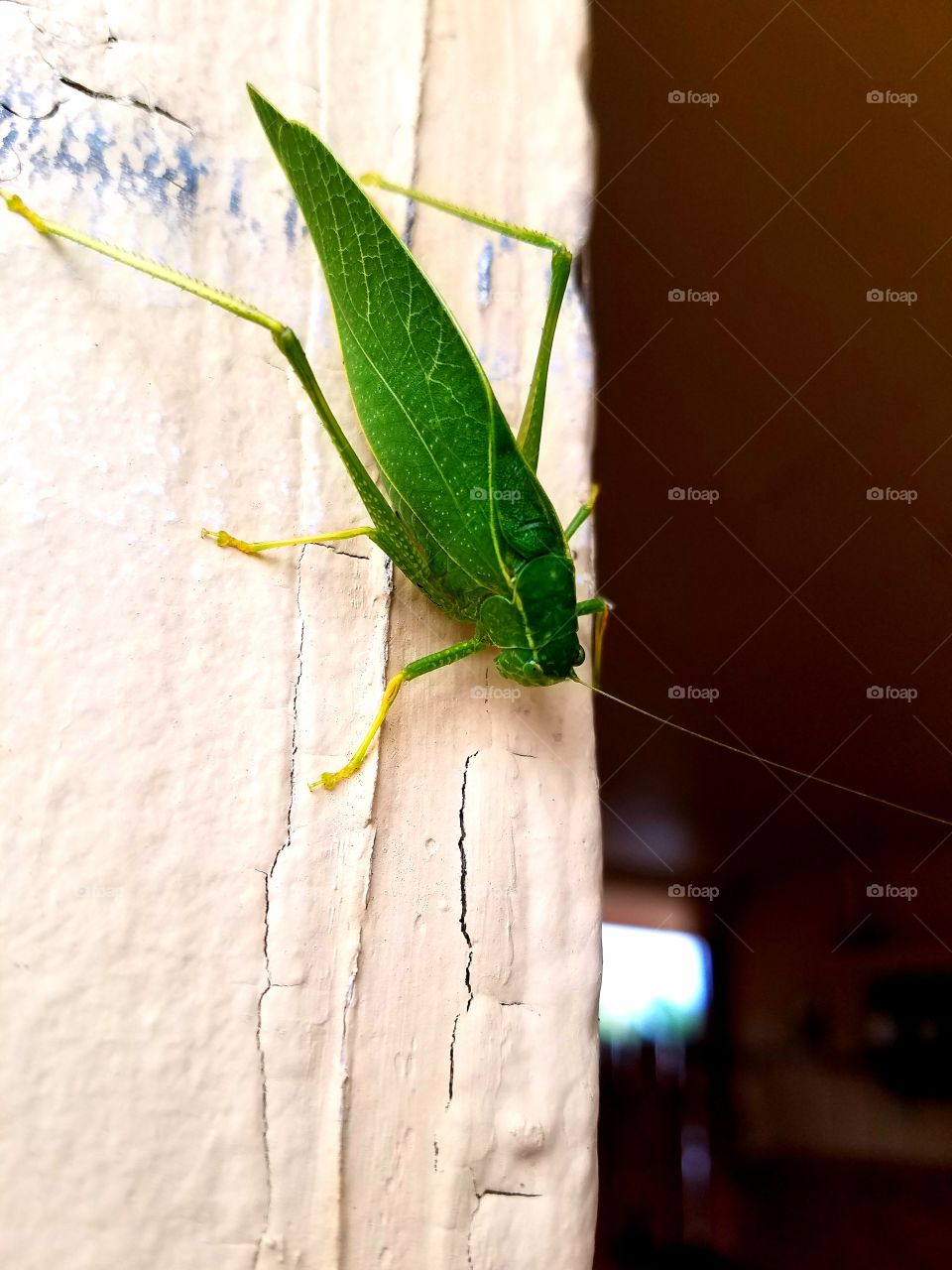 leaf bug