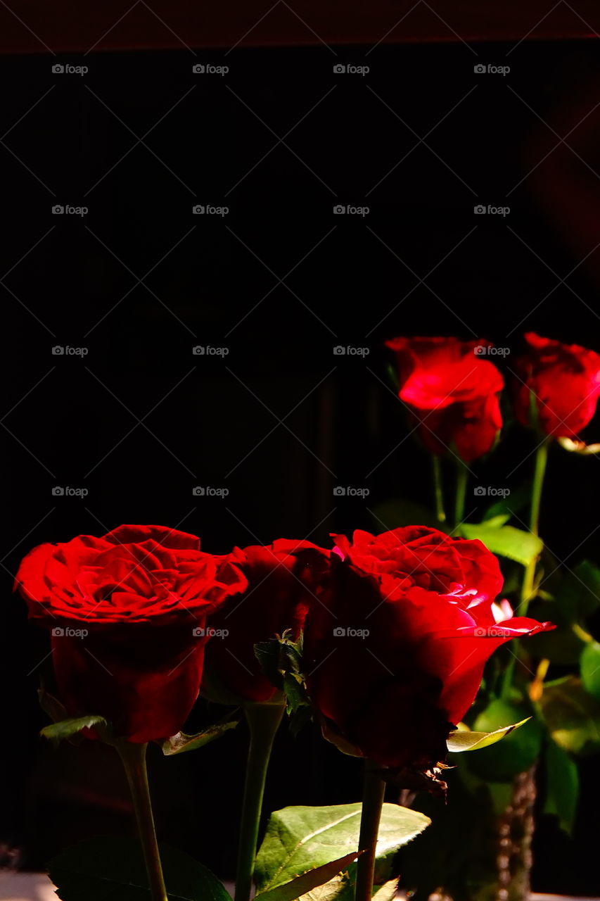 roses