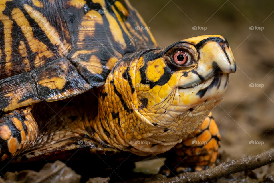 Foap, Flora and Fauna of 2019: Up close and personal shot of an Eastern Box Turtle at Barfield Crescent Park in Murfreesboro Tennessee. This species is considered vulnerable due to highway traffic and loss of habitat. 