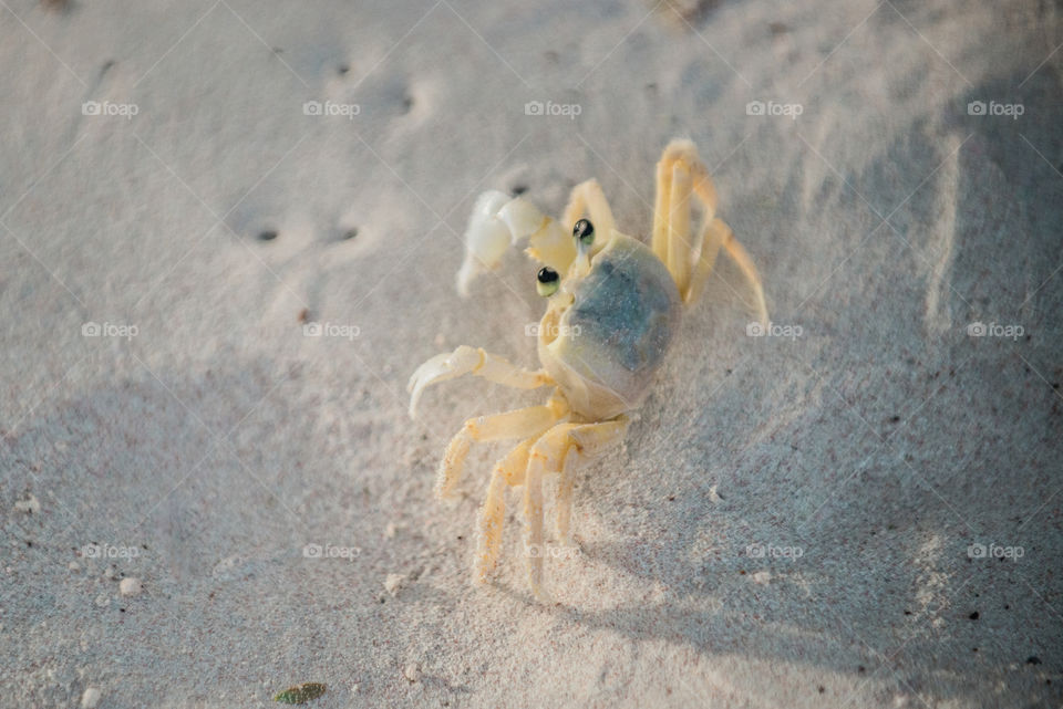 crab in the sand