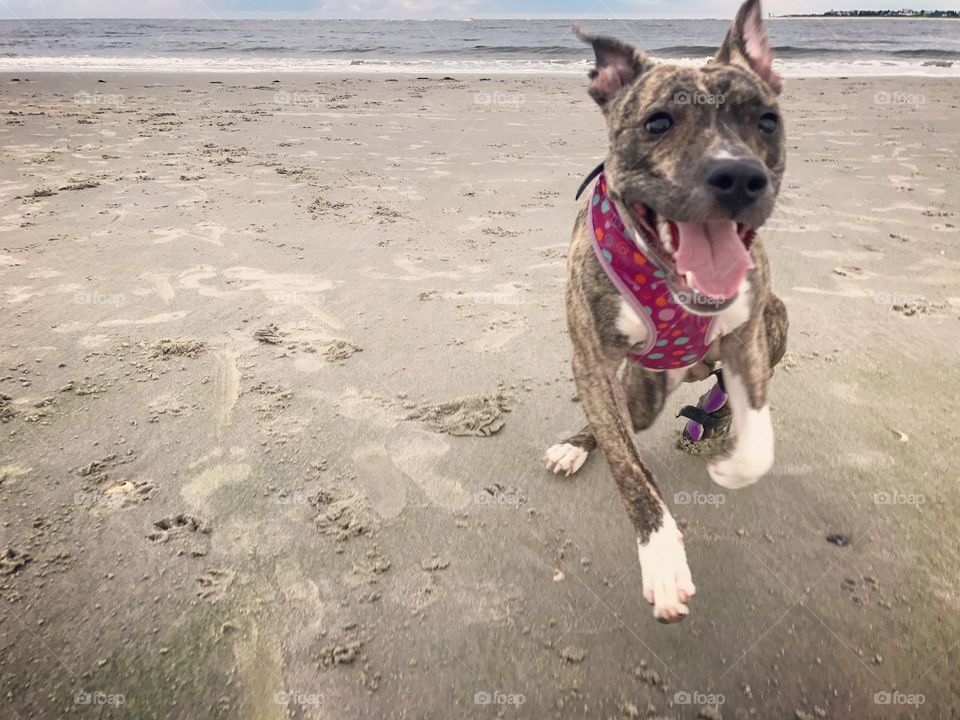 Dory does the dog beach