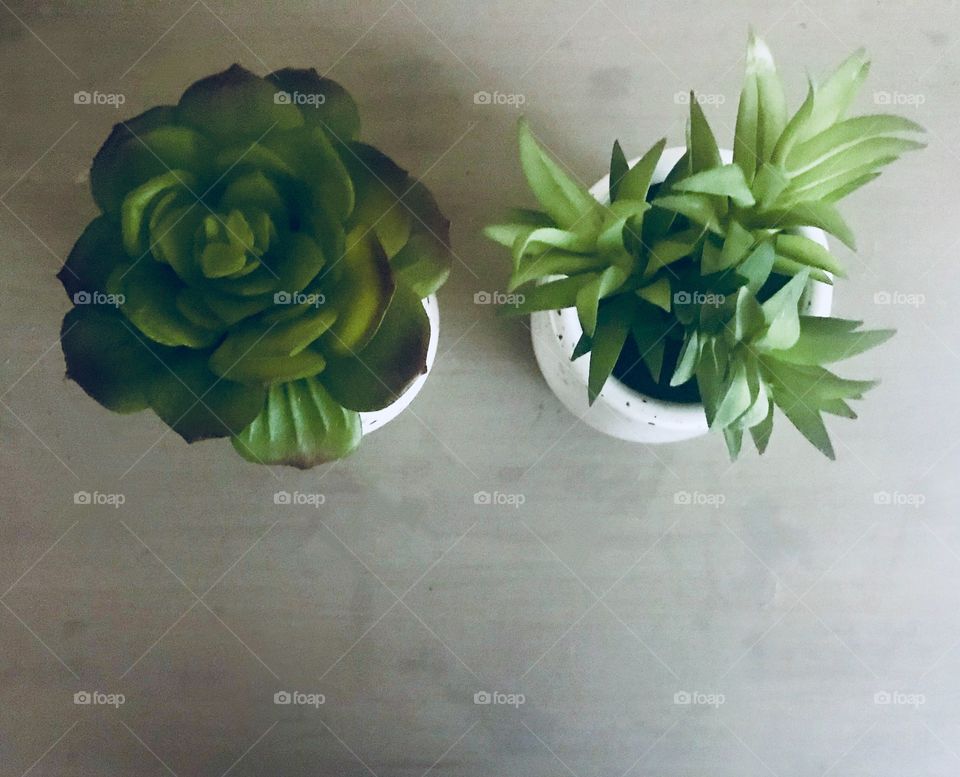 Aerial point of view of two beautiful succulent potted plants in ceramic pots in the home and garden. 
