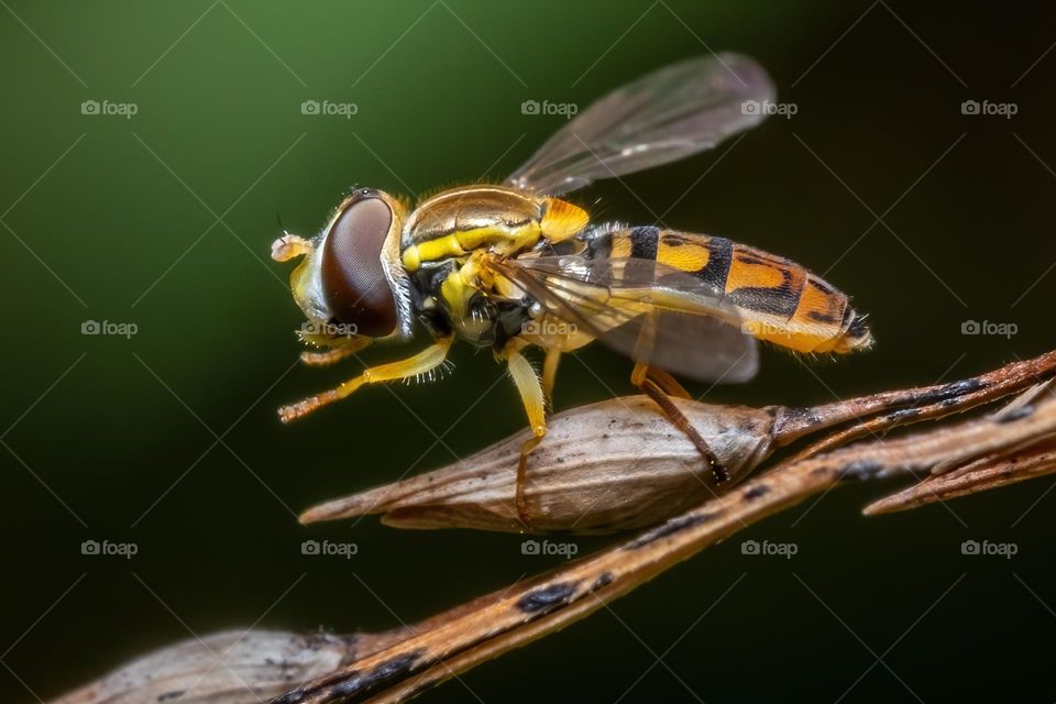 A flower fly seems to be telling everyone to calm down. 