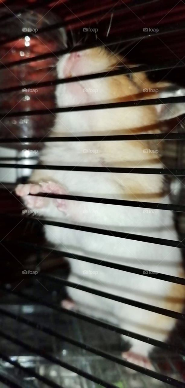 Jeemi the Hamster 🐹