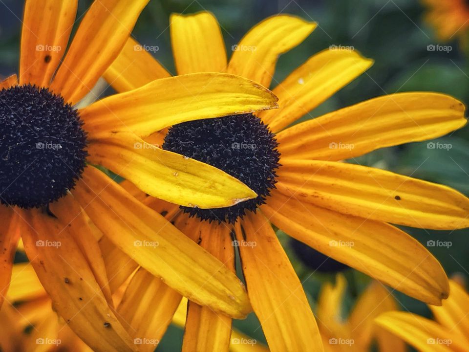 Black Eyed Susan’s at the end of summer 